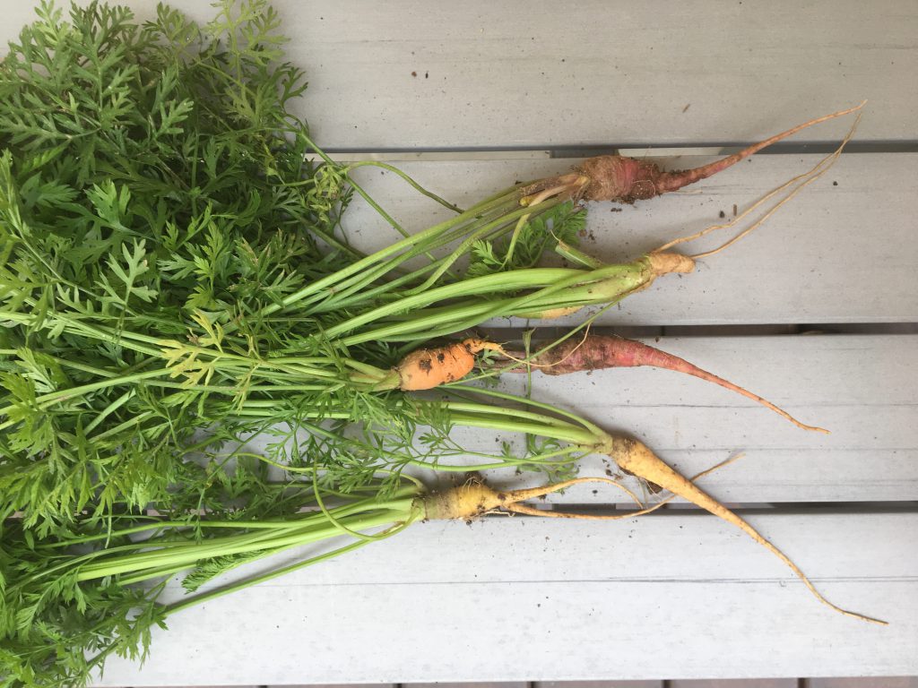 Angie Webb garden carrots